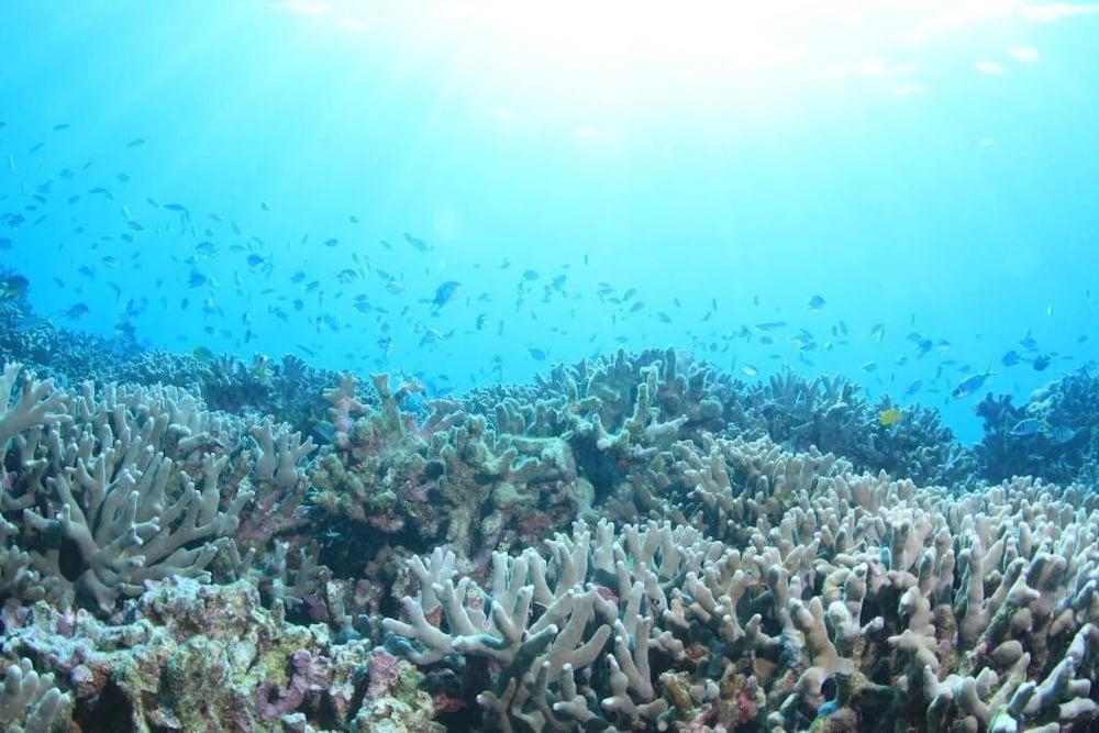 Petit Resort Native Sea Amami Tatsugo Экстерьер фото